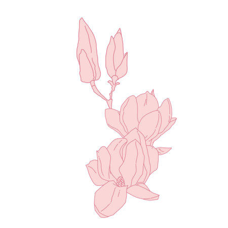 Magnolia group of flowers and buds blooming art. Hand drawn realistic detailed vector illustration. Pink line filled clipart isolated.のイラスト素材