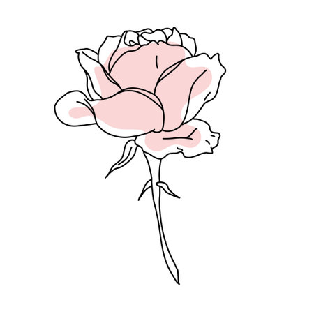 Rose flower in bloom line art with pink shape. Hand drawn realistic detailed vector illustration. Black line on pink abstract organic shape clipart isolated.のイラスト素材