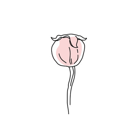 Rose flower fruit rosehip line art with pink shape. Hand drawn realistic detailed vector illustration. Black line on pink abstract organic shape clipart isolated.のイラスト素材