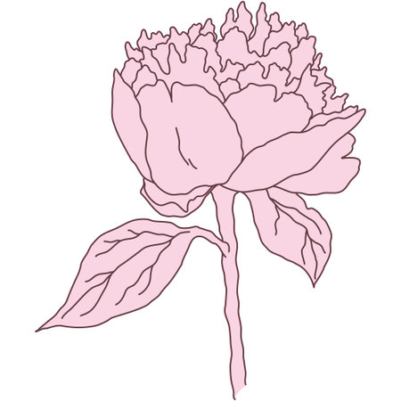 Peony flower and stem line filled pink color illustration. Hand drawn realistic detailed vector illustration clipart isolated.のイラスト素材