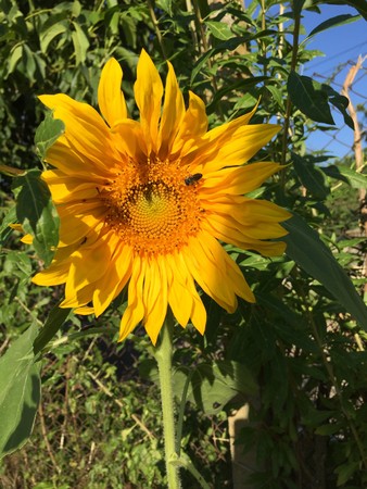 Sunflower