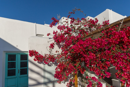 Red flowers on medieval white house, island of Mykonos, Cyclades, Greeceのeditorial素材