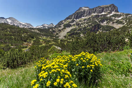Yellow Flowers and Dzhangal peak, Pirin Mountain, Bulgariaの写真素材