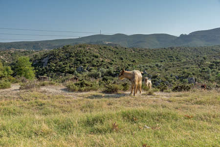 Amazing landscape of Sithonia peninsula, Chalkidiki, Central Macedonia, Greeceの写真素材