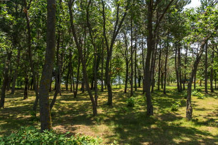 TSAREVO, BULGARIA - JUNE 28, 2013: Park near coastline in town of Tsarevo, Burgas Region, Bulgariaのeditorial素材