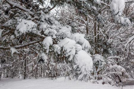 Winter Landscape with snow covered trees in South Park in city of Sofia, Bulgariaの写真素材