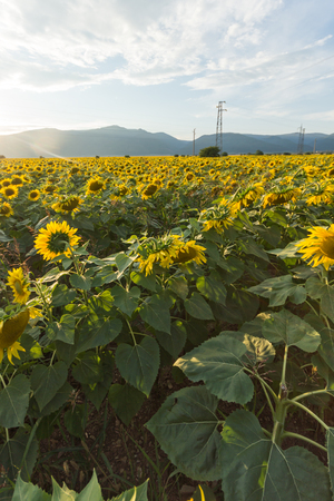 Amazing sunset landscape of sunflower field at Kazanlak Valley, Stara Zagora Region, Bulgariaの写真素材