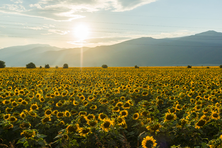 Amazing sunset landscape of sunflower field at Kazanlak Valley, Stara Zagora Region, Bulgariaの写真素材