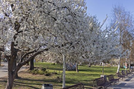 SOFIA, BULGARIA - MARCH 27, 2019: Spring Landscape with Trees and gardens at Park Zaimov in city of Sofia, Bulgariaのeditorial素材