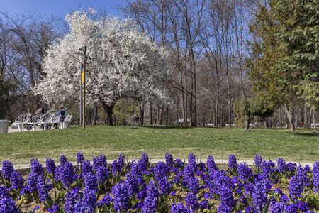 SOFIA, BULGARIA - MARCH 27, 2019: Amazing Spring landscape of South Park in city of Sofia, Bulgariaのeditorial素材