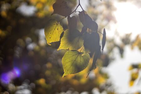 Autumn background with different colour leaves in South Park, Sofia, Bulgaria