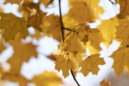 Autumn background with different colour leaves in South Park, Sofia, Bulgaria