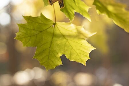 Autumn background with different colour leaves in South Park, Sofia, Bulgaria