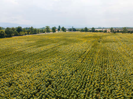 Aerial view of landscape sunflower field near city of Plovdiv, Bulgariaの写真素材