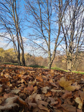 Autumn view of South Park in city of Sofia, Bulgaria
