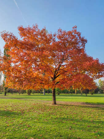 Autumn view of South Park in city of Sofia, Bulgariaの写真素材