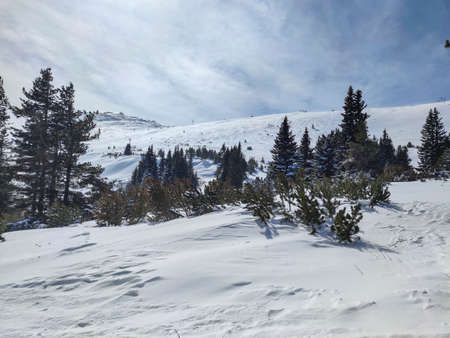 Amazing Winter view near Platoto region at Vitosha Mountain, Sofia City Region, Bulgaria