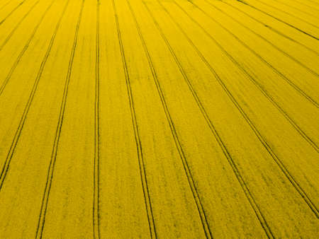 Aerial view of Blooming rapeseed field near city of Haskovo, Bulgaria