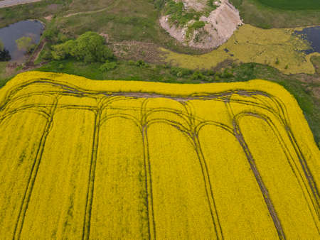 Aerial view of Blooming rapeseed field near city of Haskovo, Bulgariaの写真素材