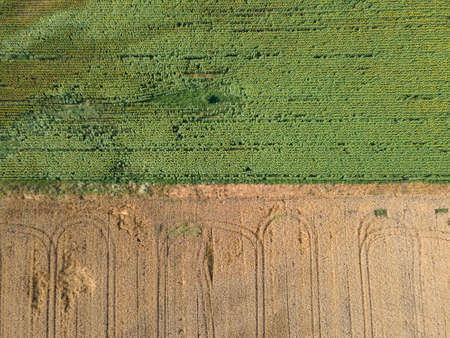 Aerial view of sunflower field near village of Boshulya, Pazardzhik region, Bulgaria