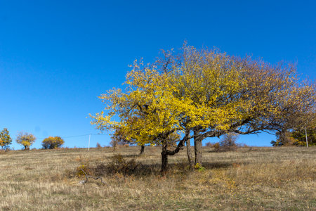 Autumn landscape of Cherna Gora (Monte Negro) mountain, Pernik Region, Bulgaria