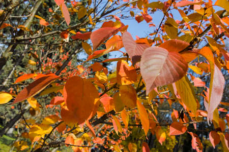 Amazing Autumn view of South Park in city of Sofia, Bulgaria