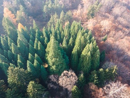 Aerial view of Old Sequoia forest near village of Bogoslov, Kyustendil region, Bulgaria