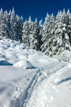 Amazing Winter landscape of Vitosha Mountain, Sofia City Region, Bulgaria