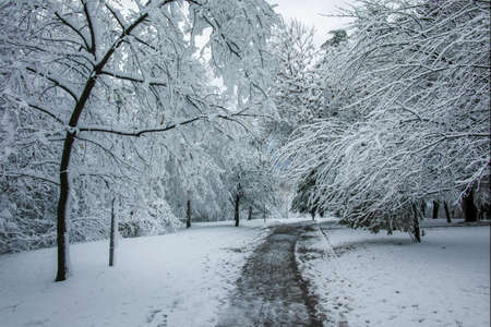 Amazing Winter Landscape of South Park in city of Sofia, Bulgariaの写真素材