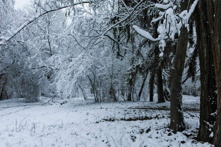 Amazing Winter view of South Park in city of Sofia, Bulgariaの写真素材