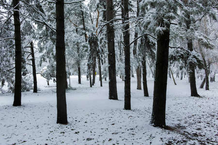 Amazing Winter view of South Park in city of Sofia, Bulgaria