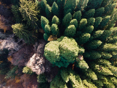 Aerial view of Old Sequoia forest near village of Bogoslov, Kyustendil region, Bulgariaの写真素材