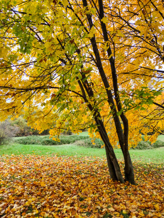 Amazing Autumn view of South Park in city of Sofia, Bulgaria
