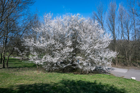 Amazing Spring view of South Park in city of Sofia, Bulgaria