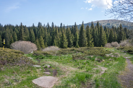 Spring view of Konyarnika area at Vitosha Mountain, Sofia City Region, Bulgariaの写真素材
