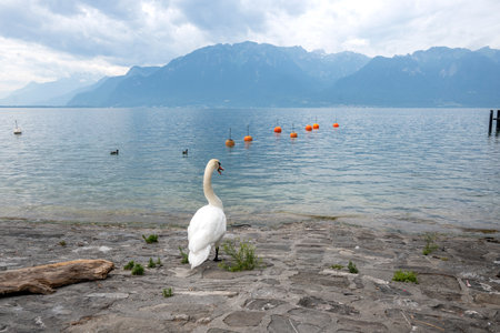 Summer Landscape from town of Vevey to Lake Geneva, Canton of Vaud, Switzerlandの写真素材