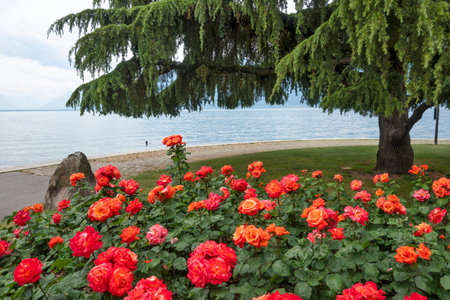 Summer Landscape from town of Vevey to Lake Geneva, Canton of Vaud, Switzerlandの写真素材