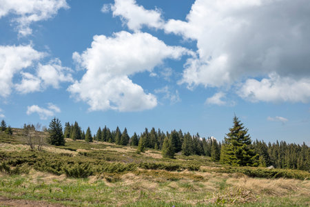 Spring view of Konyarnika area at Vitosha Mountain, Sofia City Region, Bulgaria