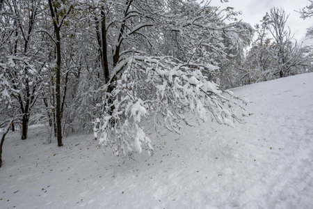 Amazing Winter Landscape of South Park in city of Sofia, Bulgariaの写真素材