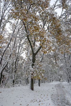 Amazing Winter Landscape of South Park in city of Sofia, Bulgariaの写真素材