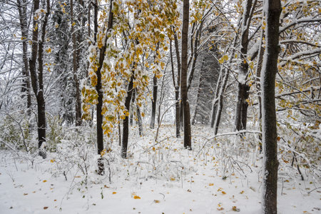 Amazing Winter Landscape of South Park in city of Sofia, Bulgariaの写真素材