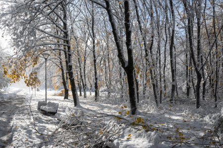 Amazing Winter Landscape of South Park in city of Sofia, Bulgariaの写真素材