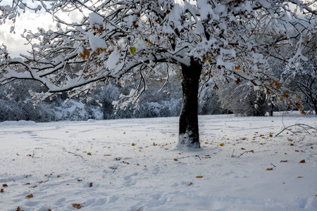 Amazing Winter Landscape of South Park in city of Sofia, Bulgariaの写真素材