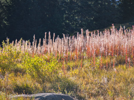 Amazing Autumn panorama of Vitosha Mountain, Bulgariaの写真素材