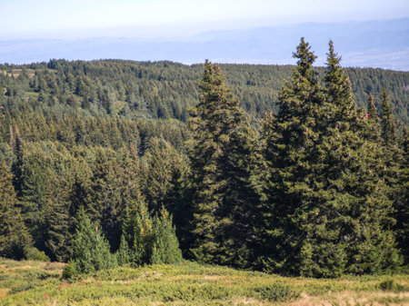 Amazing Autumn Landscape of Vitosha Mountain, Bulgaria