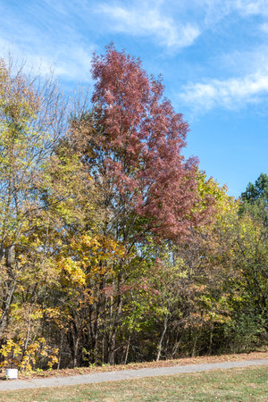 Amazing Autumn Landscape of South Park in city of Sofia, Bulgariaの写真素材