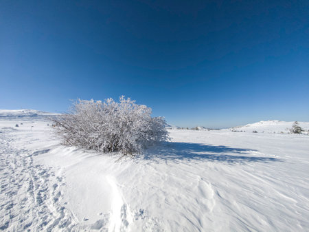 Amazing Winter Panorama of Vitosha Mountain, Sofia City Region, Bulgariaの写真素材