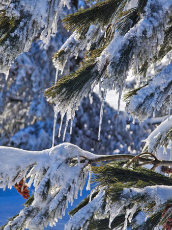 Amazing Winter Panorama of Vitosha Mountain, Sofia City Region, Bulgariaの写真素材
