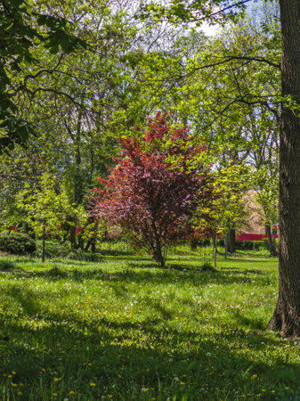 Amazing Spring Landscape of Borisova gradina (Boris Garden) in city of Sofia, Bulgariaの写真素材