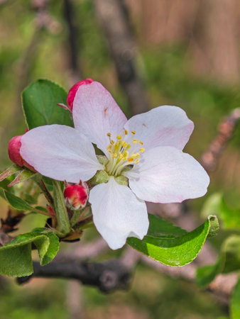 Amazing Spring Landscape in city of Sofia, Bulgariaの写真素材
